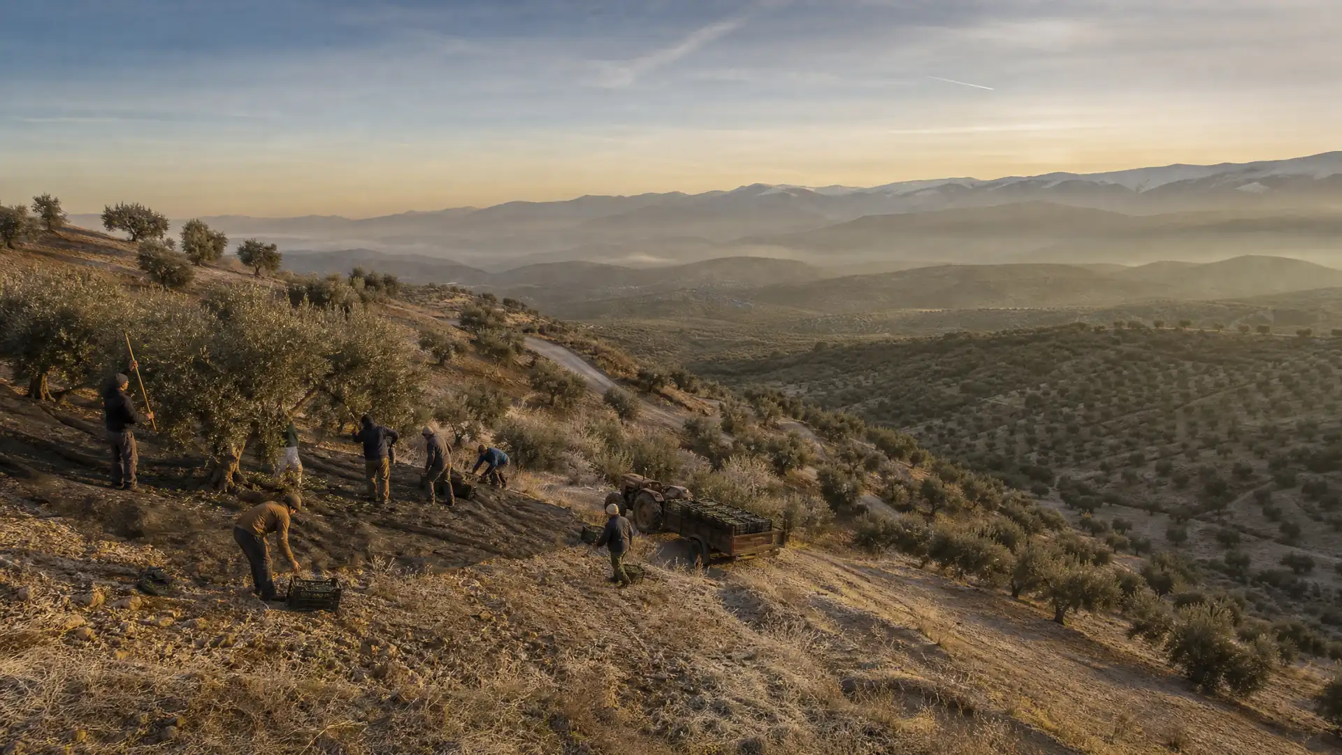 Crew picking olives on a hillside grove at sunset
